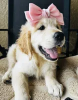 Retriever girl 1, a female Golden Retriever for sale in Phoenix, AZ – 2 of 3