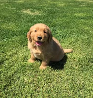 Golden boy 1, a male Golden Retriever for sale in Phoenix, AZ – 3 of 3