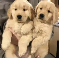 Daisy, a female Golden Retriever for sale in Phoenix, AZ – 2 of 4