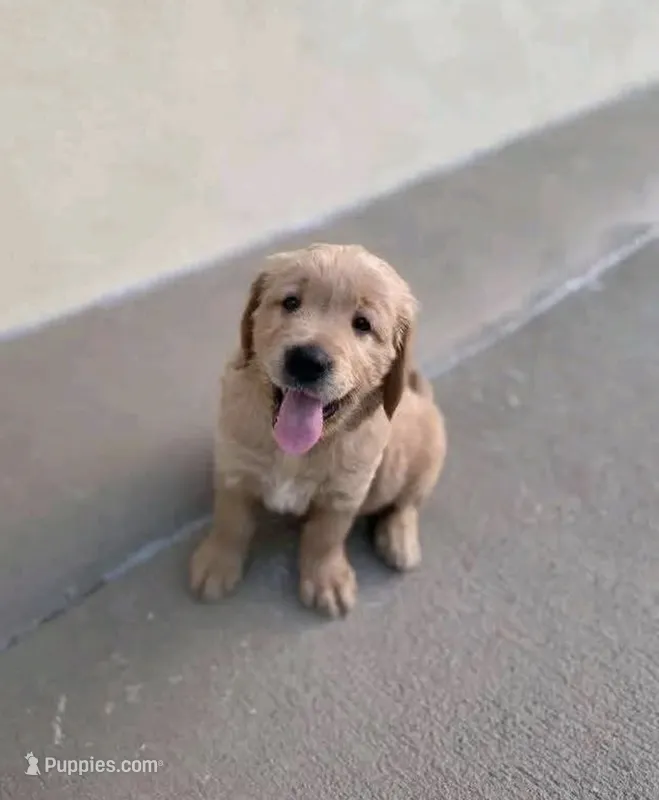 Charlie – Golden Retriever puppy for sale in Phoenix, AZ
