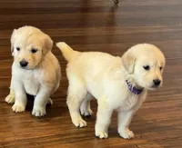 Daisy, a female Golden Retriever for sale in Phoenix, AZ – 4 of 4