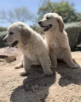 Golden boy 3, a male Golden Retriever for sale in Phoenix, AZ – Photo 3 of 4