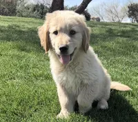 Golden boy 3, a male Golden Retriever for sale in Phoenix, AZ – Photo 1 of 4