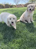 Golden boy 3, a male Golden Retriever for sale in Phoenix, AZ – Photo 4 of 4