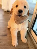 Retriever boy 1, a male Golden Retriever for sale in Phoenix, AZ – 1 of 4