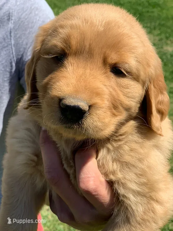 Retriever girl – Golden Retriever puppy for sale in Phoenix, AZ