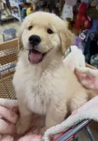 Duke, a male Golden Retriever for sale in Phoenix, AZ – 4 of 4