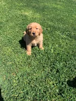 Golden boy 1, a male Golden Retriever for sale in Phoenix, AZ – 2 of 3