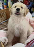 Duke, a male Golden Retriever for sale in Phoenix, AZ – 2 of 4