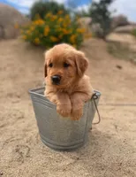 Retriever boy 2, a male Golden Retriever for sale in Phoenix, AZ – Photo 3 of 6
