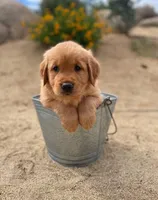 Retriever boy 2, a male Golden Retriever for sale in Phoenix, AZ – Photo 4 of 6