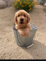 Retriever boy 2, a male Golden Retriever for sale in Phoenix, AZ – Photo 1 of 6