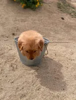 Retriever boy 2, a male Golden Retriever for sale in Phoenix, AZ – Photo 5 of 6