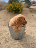 Retriever boy 2, a male Golden Retriever for sale in Phoenix, AZ – Photo 2 of 6