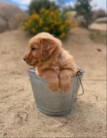 Retriever boy 2, a male Golden Retriever for sale in Phoenix, AZ – Photo 6 of 6