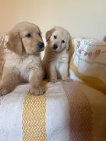 Bailey, a female Golden Retriever for sale in Phoenix, AZ – 3 of 3