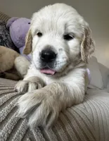 Retriever boy 1, a male Golden Retriever for sale in Phoenix, AZ – 3 of 4