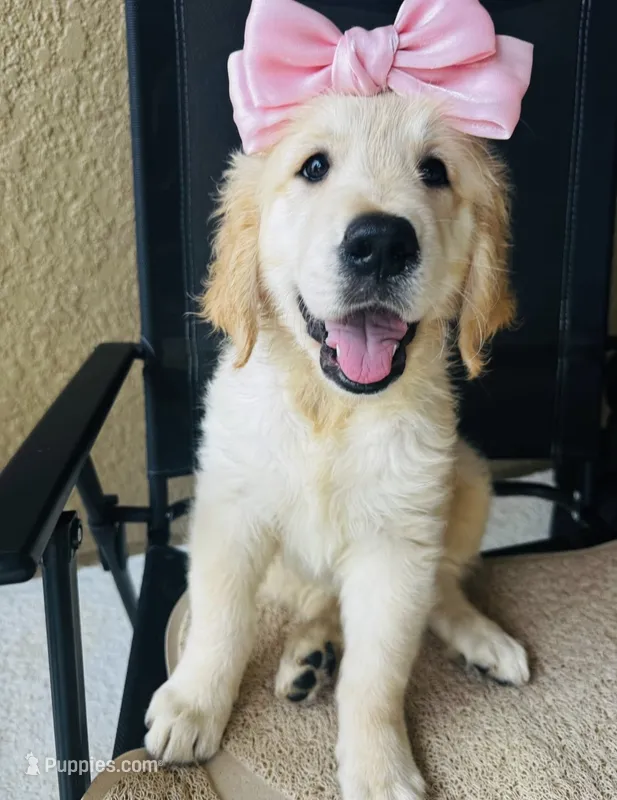 Retriever girl 1 – Golden Retriever puppy for sale in Phoenix, AZ