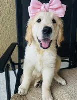 Retriever girl 1, a female Golden Retriever for sale in Phoenix, AZ – 1 of 3