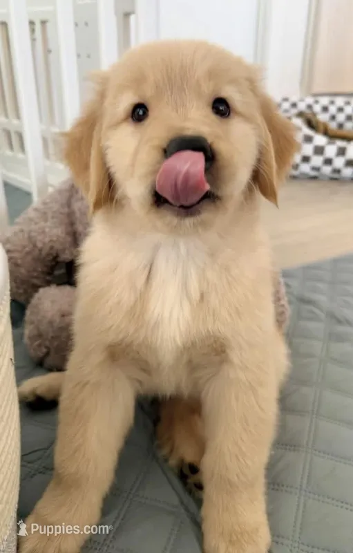 Duke – Golden Retriever puppy for sale in Phoenix, AZ