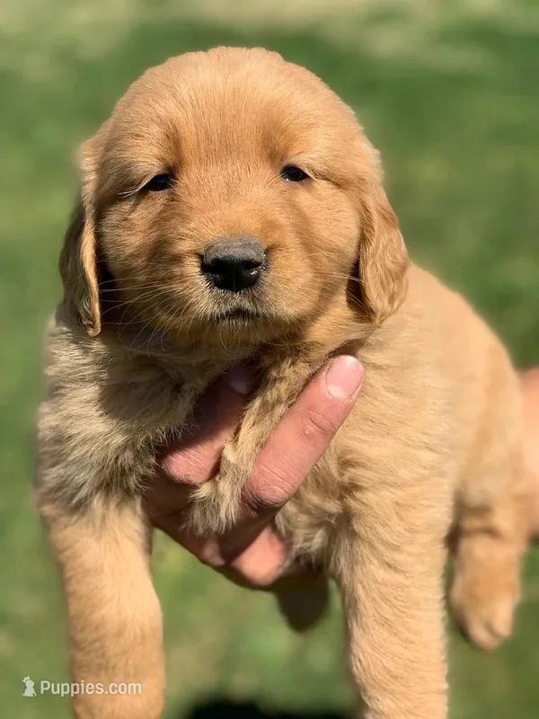 Golden boy 1 – Golden Retriever puppy for sale in Phoenix, AZ