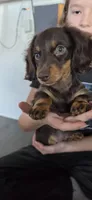 Nana, a female Miniature Dachshund for sale in Lavon, TX – 2 of 5