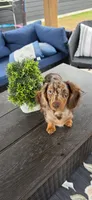 Nari, a female Miniature Dachshund for sale in Lavon, TX – 3 of 4