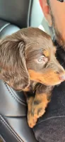 Nana, a female Miniature Dachshund for sale in Lavon, TX – 1 of 5