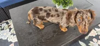 Nari, a female Miniature Dachshund for sale in Lavon, TX – 4 of 4