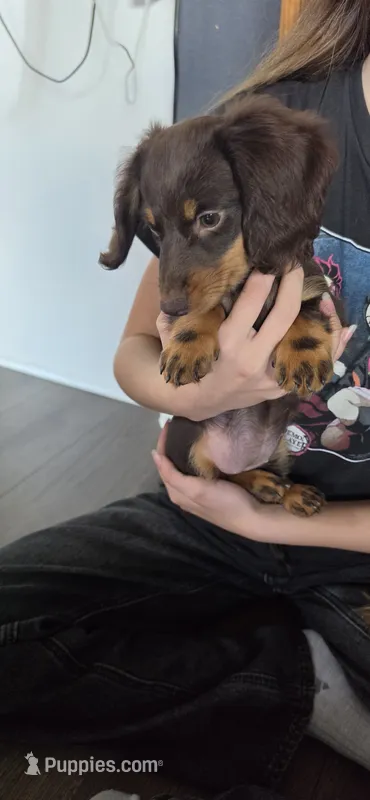Nana – Miniature Dachshund puppy for sale in Lavon, TX