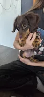 Nana, a female Miniature Dachshund for sale in Lavon, TX – 3 of 5