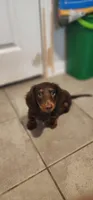 Kuma, a male Miniature Dachshund for sale in Lavon, TX – 3 of 4