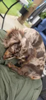 Nari, a female Miniature Dachshund for sale in Lavon, TX – 2 of 4