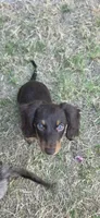 Nana, a female Miniature Dachshund for sale in Lavon, TX – 5 of 5