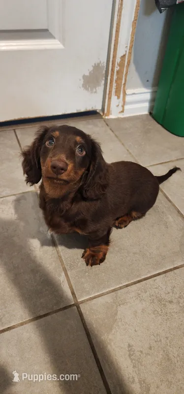 Kuma – Miniature Dachshund puppy for sale in Lavon, TX