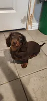 Kuma, a male Miniature Dachshund for sale in Lavon, TX – 1 of 4