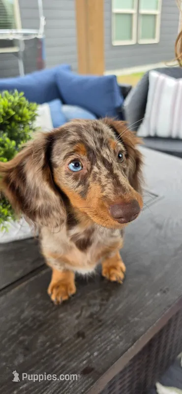 Nari – Miniature Dachshund puppy for sale in Lavon, TX