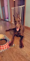 Athena, a female Doberman Pinscher for sale in Emporia, KS – 2 of 6