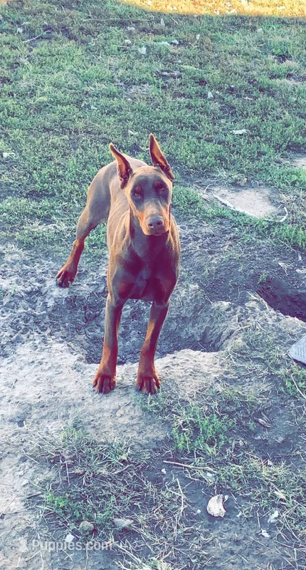 Athena – Doberman Pinscher puppy for sale in Emporia, KS
