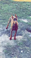 Athena, a female Doberman Pinscher for sale in Emporia, KS – 1 of 6