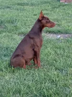 Athena, a female Doberman Pinscher for sale in Emporia, KS – 4 of 6
