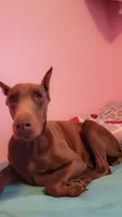 Athena, a female Doberman Pinscher for sale in Emporia, KS – 3 of 6