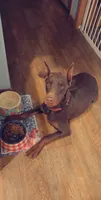 Athena, a female Doberman Pinscher for sale in Emporia, KS – 5 of 6