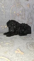 Evee / Purple collar, a female Poodle - Standard  for sale in Lenoir, NC – 2 of 3