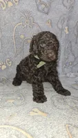 Terry/Green Collar, a male Poodle - Standard  for sale in Lenoir, NC – 2 of 3