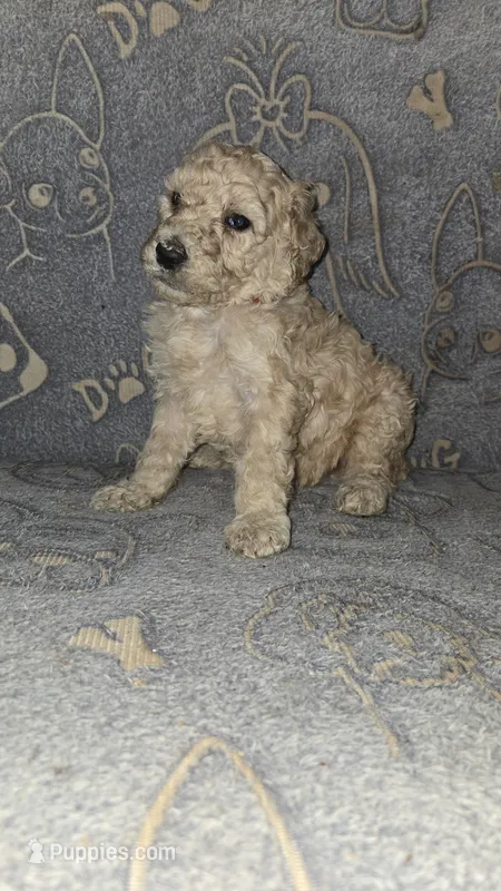 Miles/ Red collar – Poodle - Standard  puppy for sale in Lenoir, NC