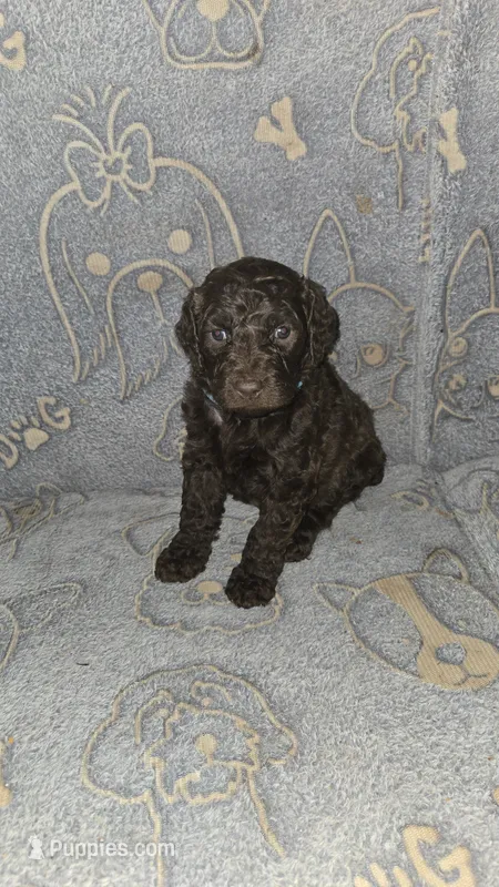 Snickers/ Blue collar – Poodle - Standard  puppy for sale in Lenoir, NC