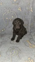 Snickers/ Blue collar, a male Poodle - Standard  for sale in Lenoir, NC – 1 of 2