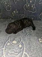 Beans, a male Poodle - Standard  for sale in Lenoir, NC – 2 of 2