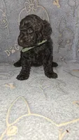 Terry/Green Collar, a male Poodle - Standard  for sale in Lenoir, NC – 3 of 3
